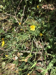 Hieracium venosum