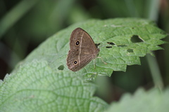 Mycalesis gotama fulginia