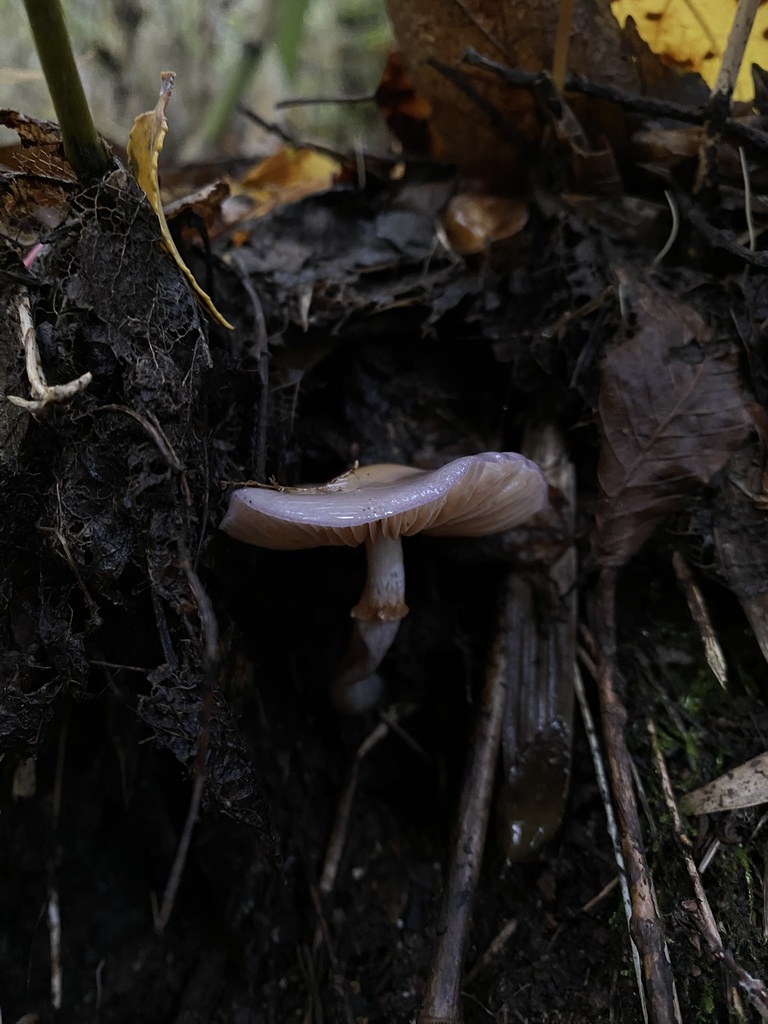 Thaxterogaster magellanicus · June 2024 · photo: © tutitah (iNaturalist, cc0)