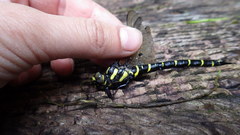 Cordulegaster bidentata