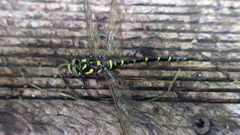 Cordulegaster bidentata