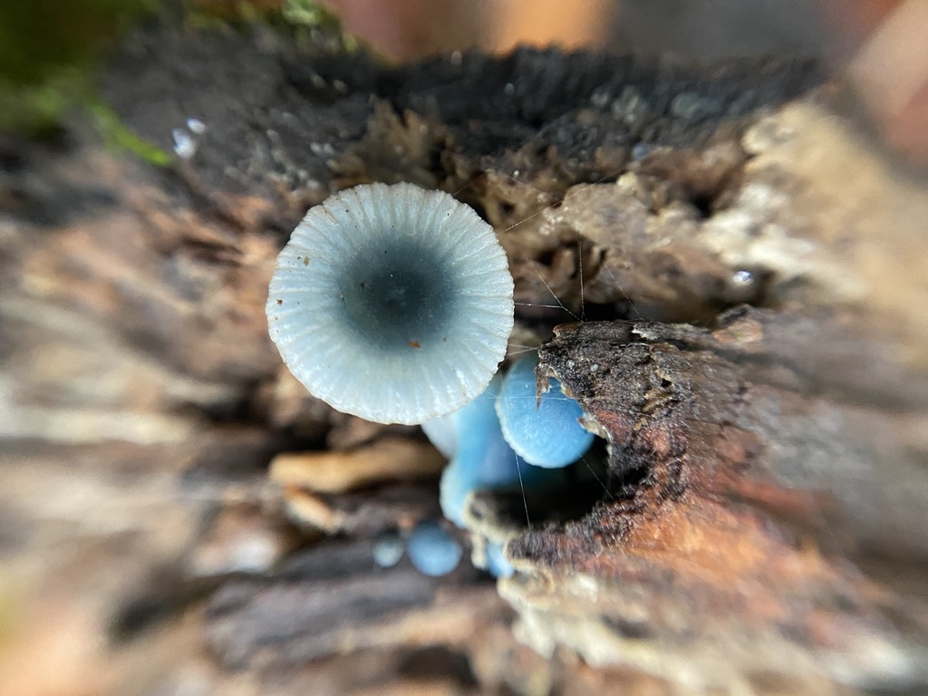 Mycena cyanocephala · June 2024 · photo: © tutitah (iNaturalist, cc0)