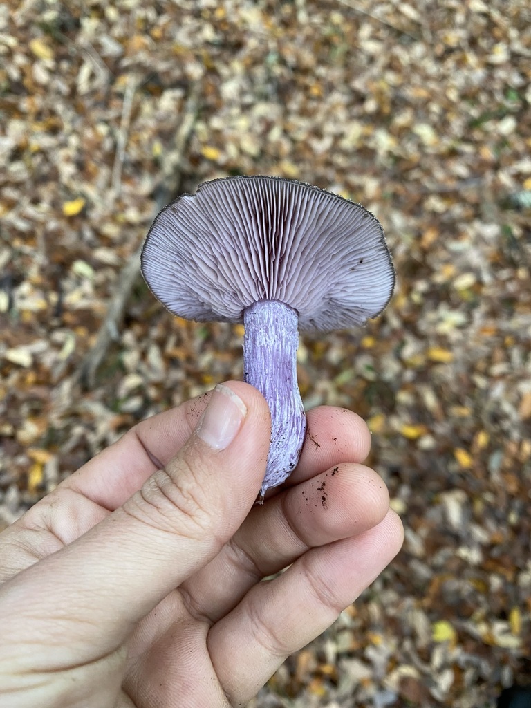 Collybia fibrosissima · June 2024 · photo: © tutitah (iNaturalist, cc0)
