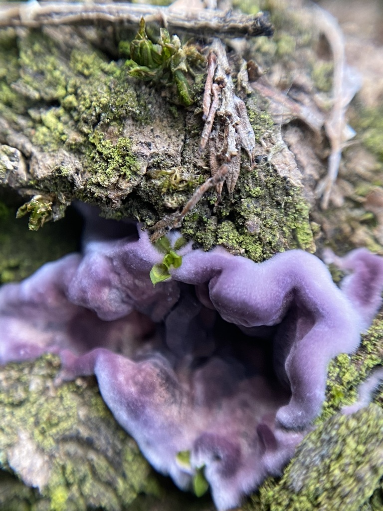 Chondrostereum purpureum · May 2024 · photo: © tutitah (iNaturalist, cc0)