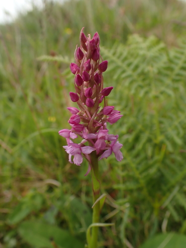Image of Heath fragrant orchid by (c) Jarro Nevsbaru, some rights reserved (CC BY)