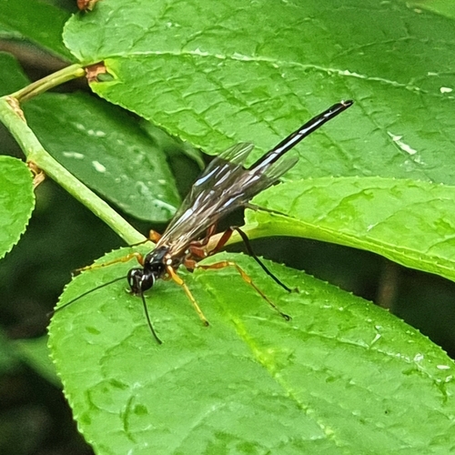 Megarhyssa rixator