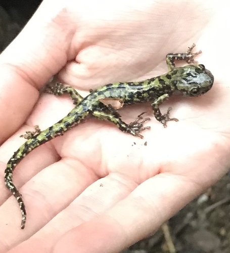 Aneides aeneus