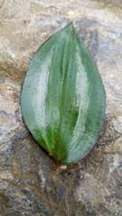 Tradescantia zebrina zebrina