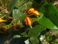 Macleania pentaptera