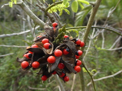 Abrus precatorius africanus