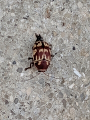 Cryptocephalus badius