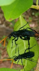 Pepsis ruficornis