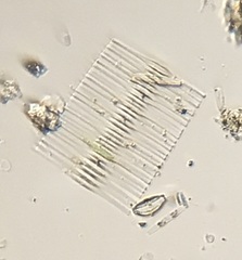 Fragilaria