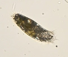 Spirotrichea