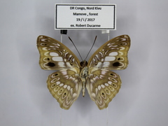 Euptera elabontas elabontas
