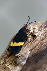 Pidorus