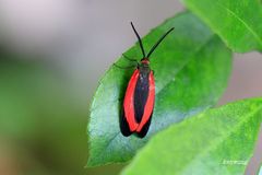 Pidorus