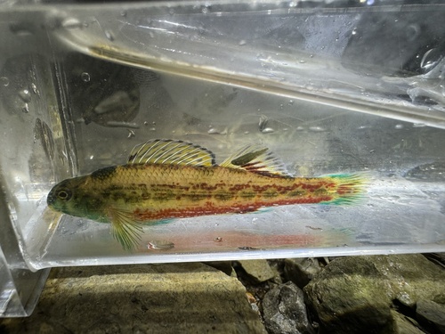 Cherry Darter
