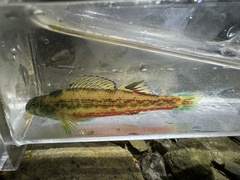 Cherry Darter photo 5