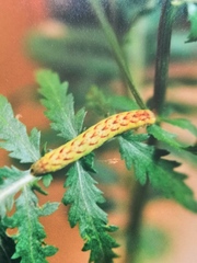 Lacanobia contigua
