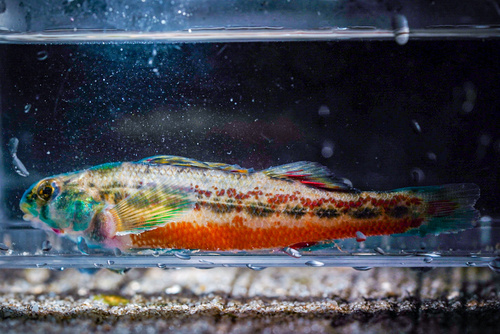 Cherry Darter