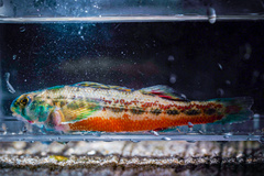 Cherry Darter photo 4
