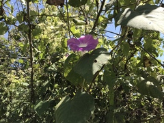 Ipomoea mairetii