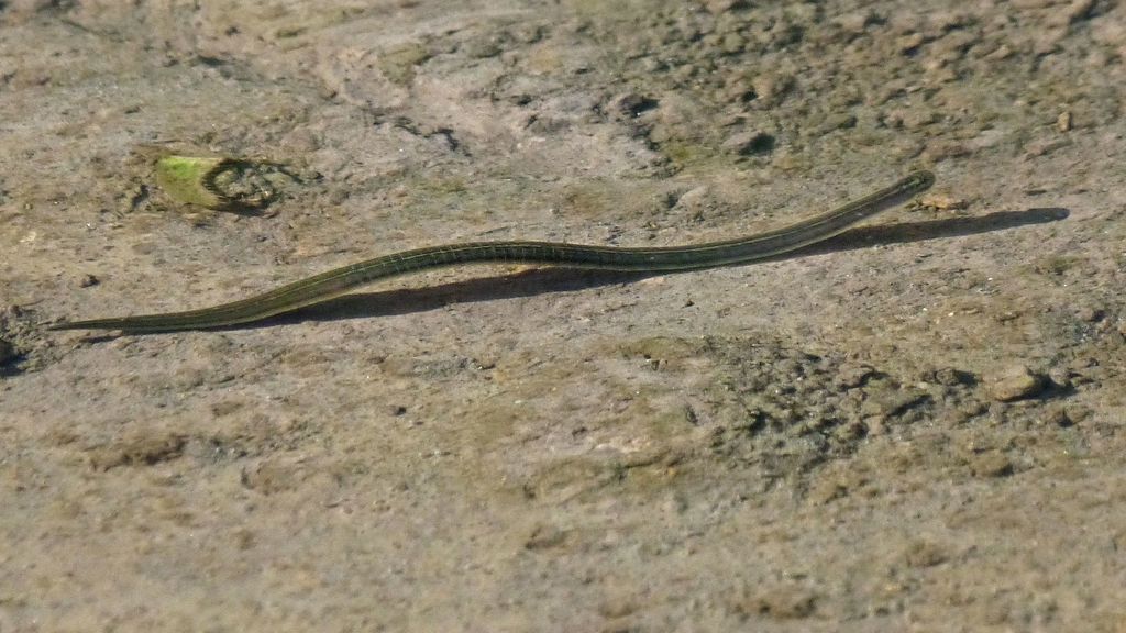 Semiscolecidae