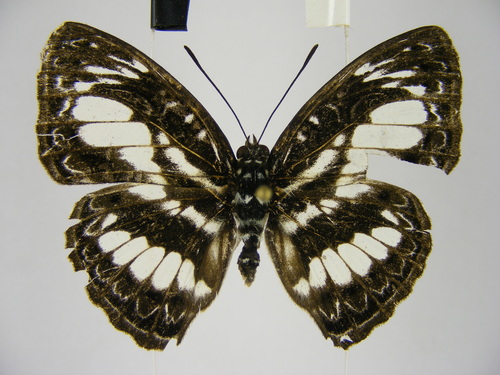 Euptera elabontas