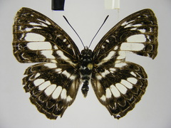 Euptera elabontas elabontas