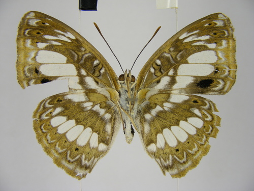 Euptera elabontas