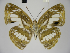 Euptera elabontas elabontas