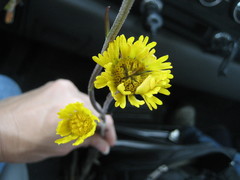 Helenium pinnatifidum