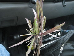 Helenium pinnatifidum