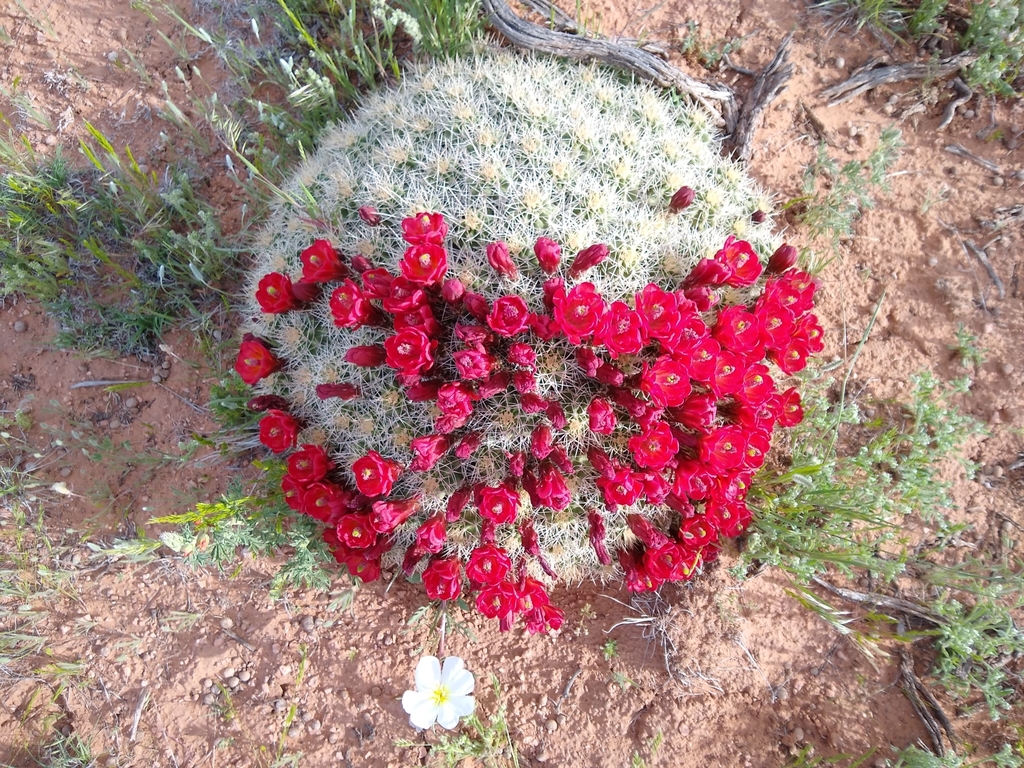 hedgehog cactuses
