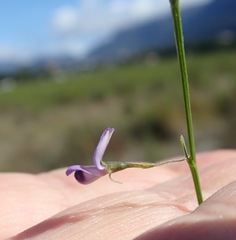 Psoralea laxa