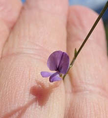 Psoralea laxa