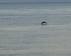 Tursiops truncatus