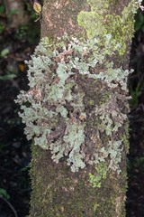 Pseudocyphellaria granulata
