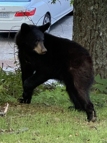 American Black Bear photographed in Tennessee