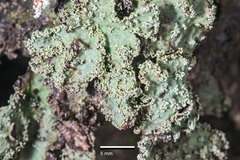 Pseudocyphellaria granulata