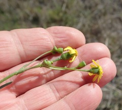 Senecio rosmarinifolius