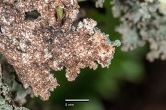 Pseudocyphellaria granulata
