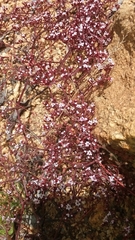 Chorizanthe leptotheca