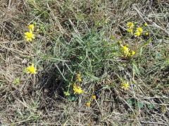Senecio rosmarinifolius