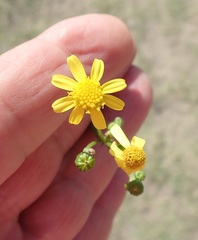 Senecio rosmarinifolius
