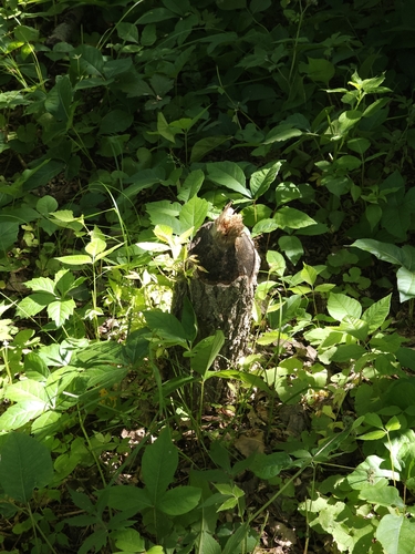 American Beaver photographed in Iowa