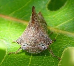 Telamonini