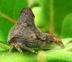Telamonini