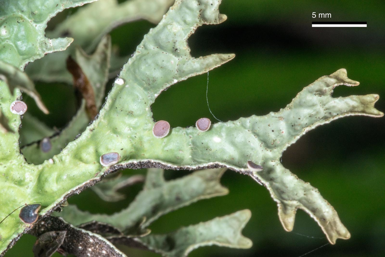 Pseudocyphellaria image